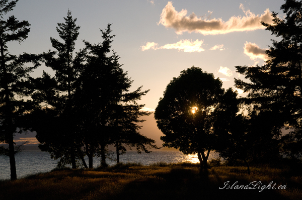 Sun Shines Through Tree ~ Landscape  Photo from Cortes Island Canada.