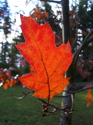 Autumn Oak Leaf - Leaf photo from  Cortes Island BC, Canada